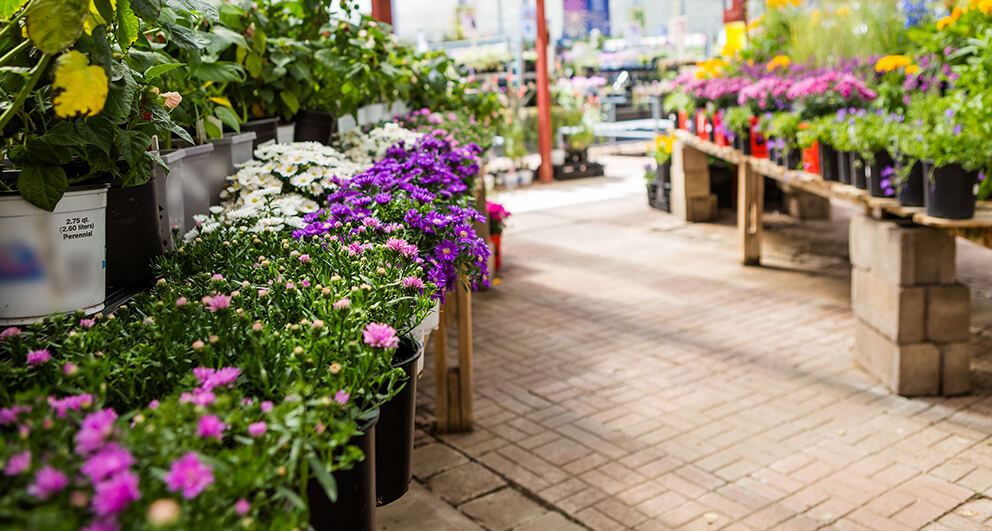 Gärtnerei mit verschiedenen Pflanzen Gärtnerei mit verschiedenen Pflanzen
