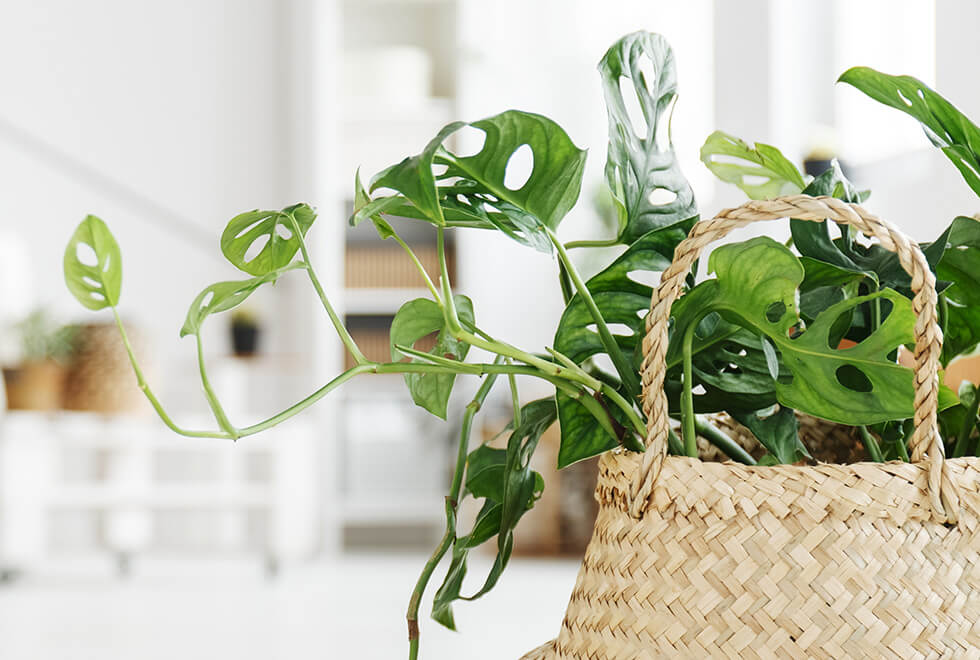 Monstera Adansonii im geflochtenen Korb Monstera Adansonii im geflochtenen Korb